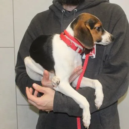 A baby small-sized male Beagle dog named Trombone for adoption in Elk Grove Village, IL