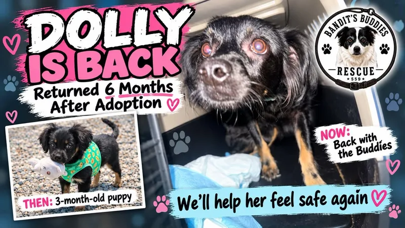 A young small-sized female Black Chiweenie dog named Dolly for adoption in Fresno, CA