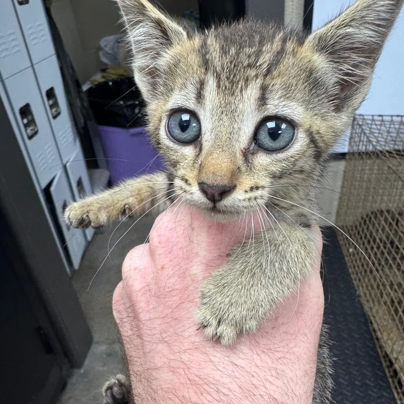 A baby small-sized female Brown / Chocolate Domestic Short Hair cat named Willow for adoption in Madisonville, KY