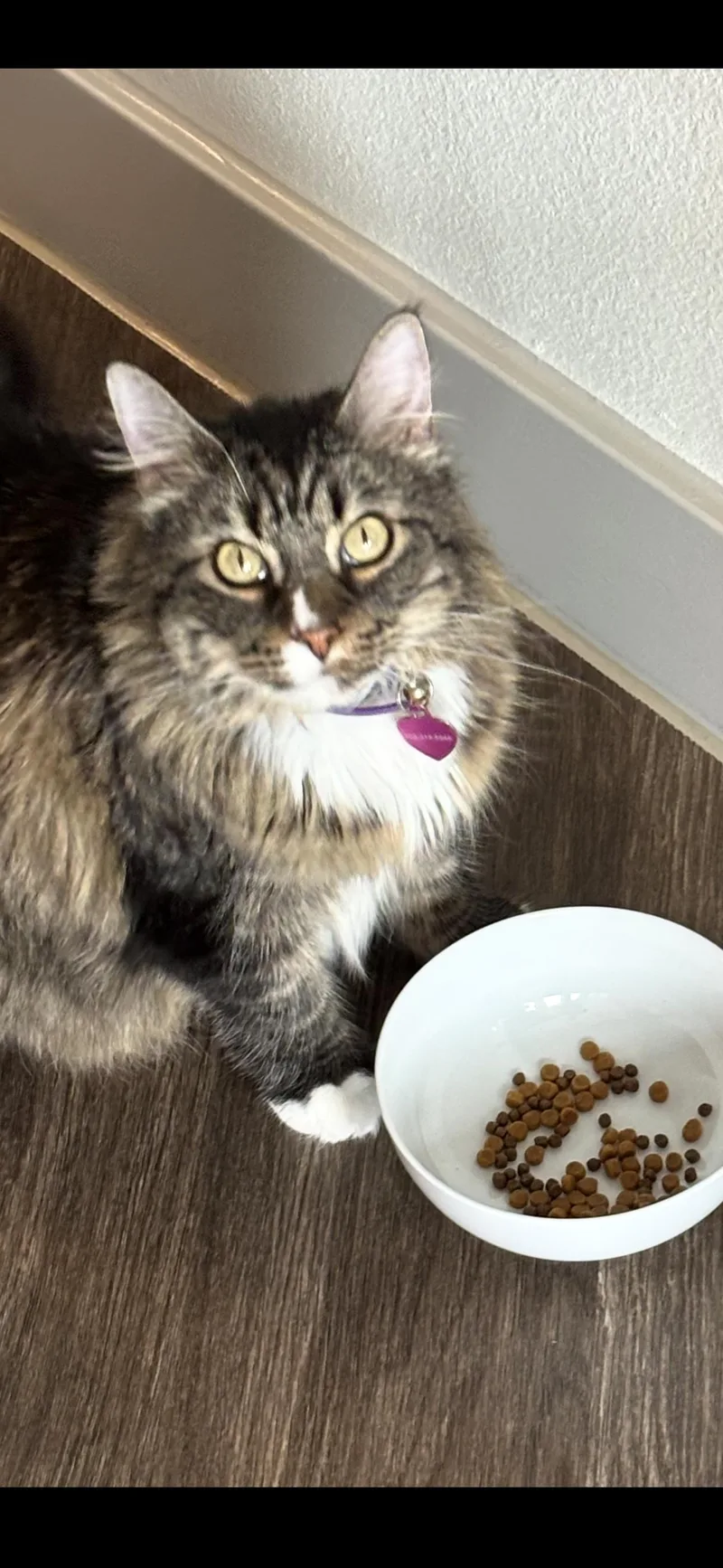An adult large-sized female Maine Coon cat named Nova for adoption in Dallas, TX