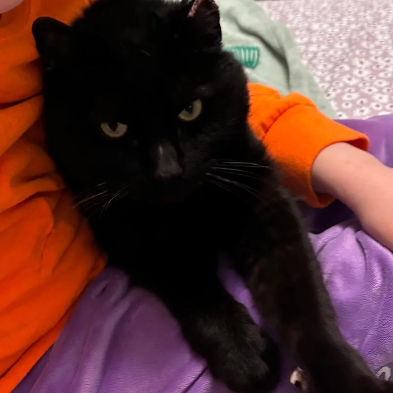 A senior medium-sized male Black Domestic Short Hair cat named London for adoption in Chicago, IL