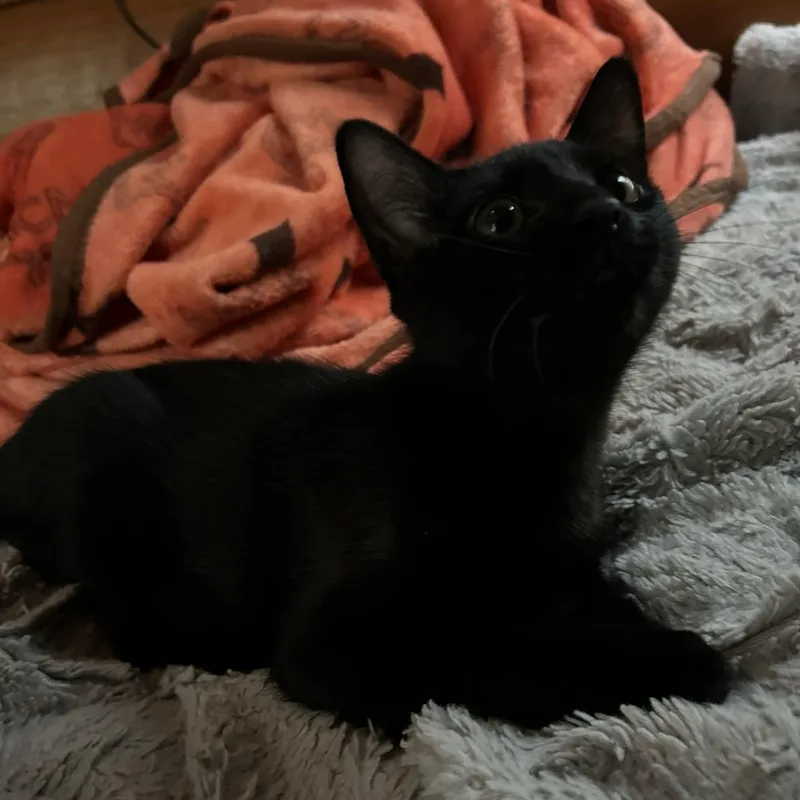 Remy And Tuck thumbnail 2