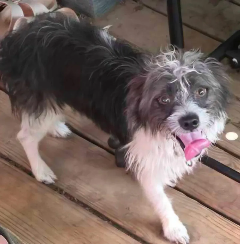 A young small-sized male Yorkshire Terrier dog named Chewy for adoption in Alexander, AR