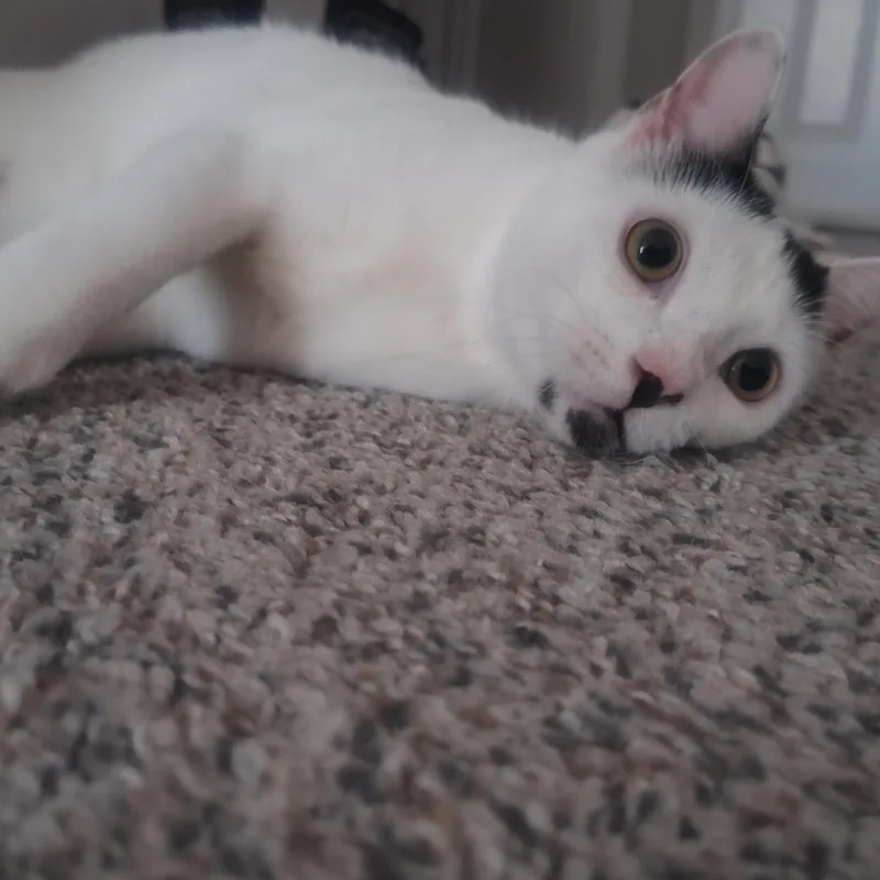 A young medium-sized male Black & White / Tuxedo Turkish Van cat named Yang for adoption in Liverpool, TX