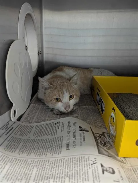 A young small-sized male Domestic Short Hair cat named Oscar for adoption in Brunswick, GA