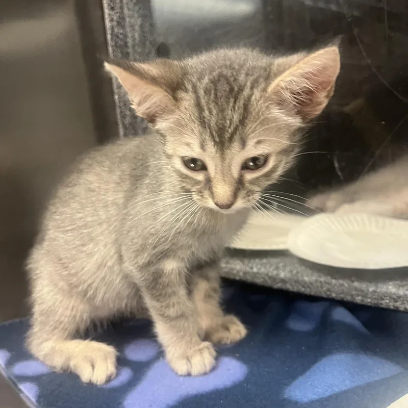 A baby small-sized male Gray / Blue / Silver Domestic Short Hair cat named Poetic for adoption in Newark, NJ