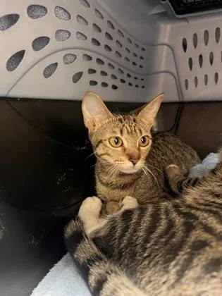 A baby small-sized female Domestic Short Hair cat named Kit for adoption in Honolulu, HI