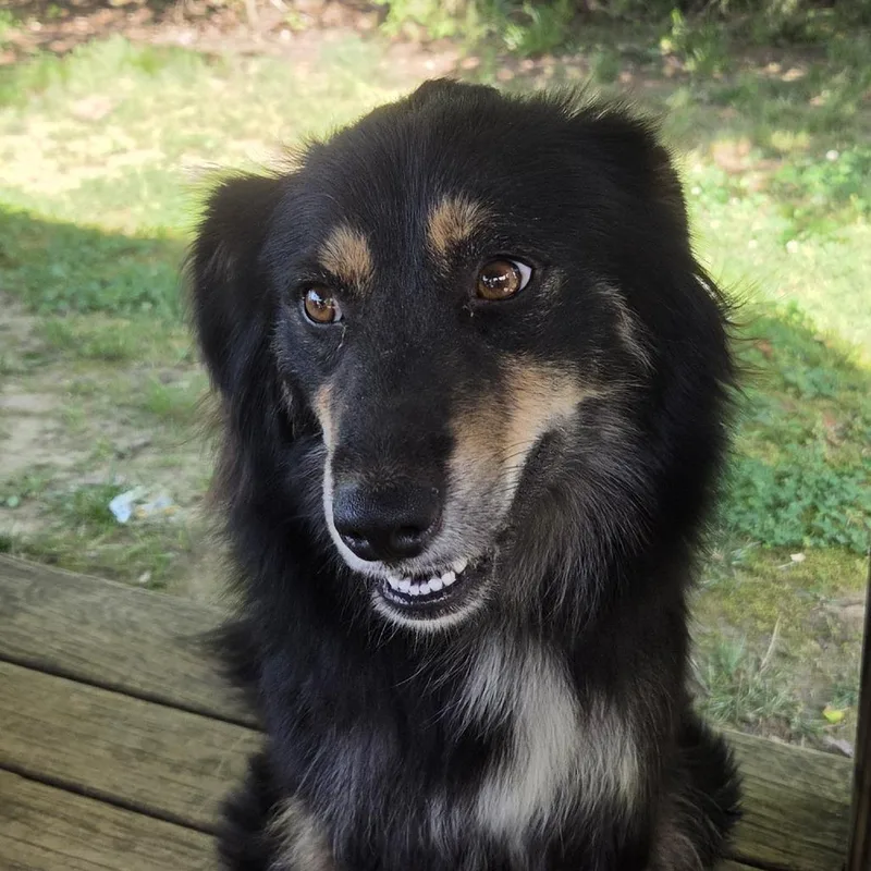 A young medium-sized female Black Border Collie dog named Sussex for adoption in Nashville, TN