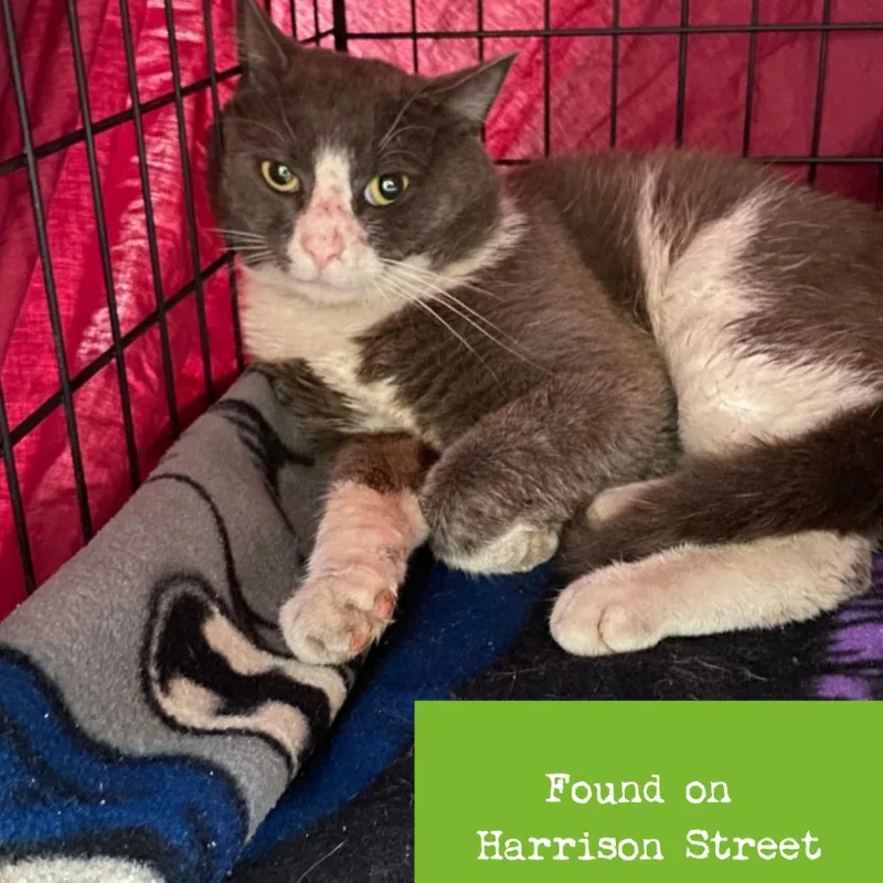 An adult small-sized male Black Domestic Short Hair cat named Booster for adoption in Lynchburg, VA