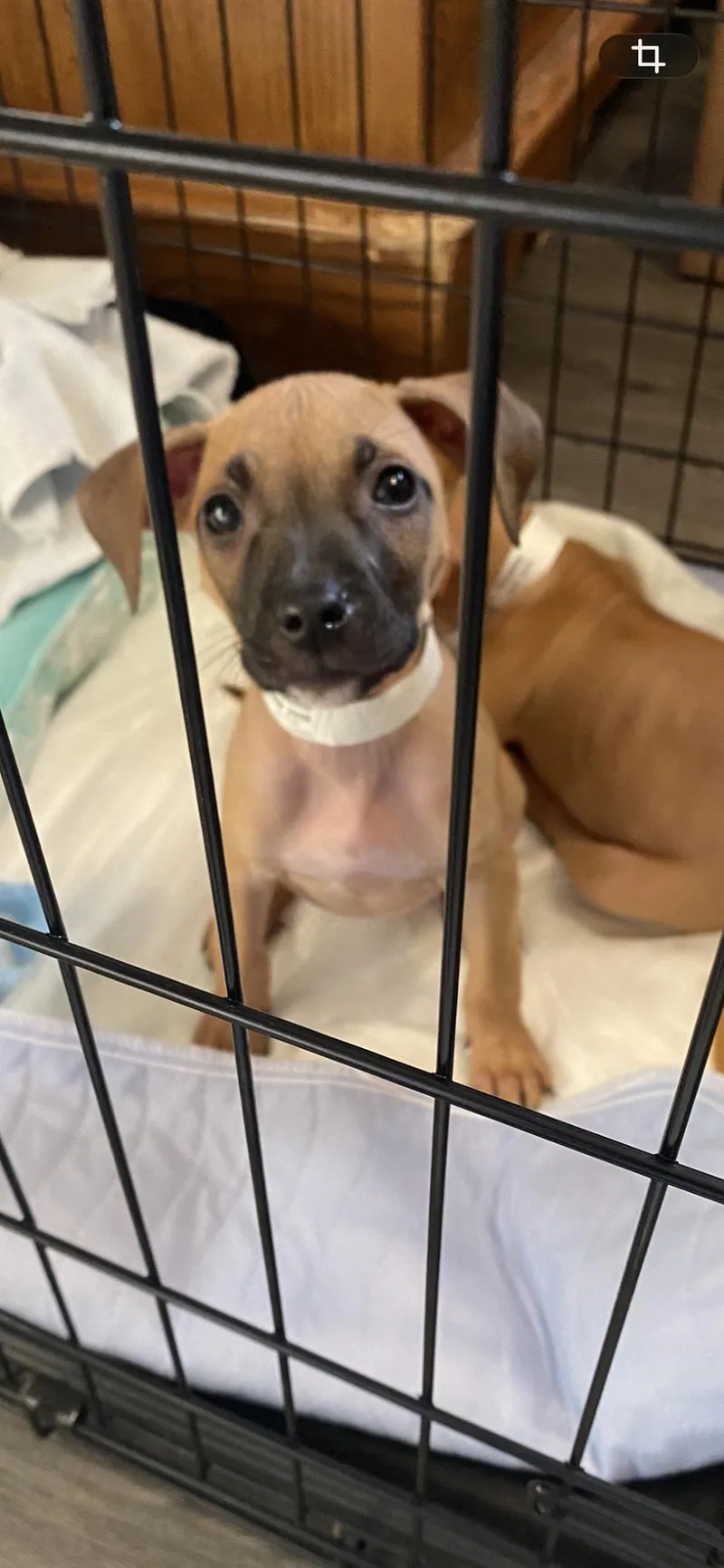A baby medium-sized female Boxer dog named Cornelia for adoption in Newport, KY