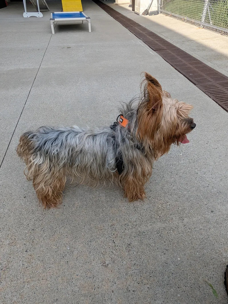 An adult small-sized male Silky Terrier dog named Chewy for adoption in Stratford, CT