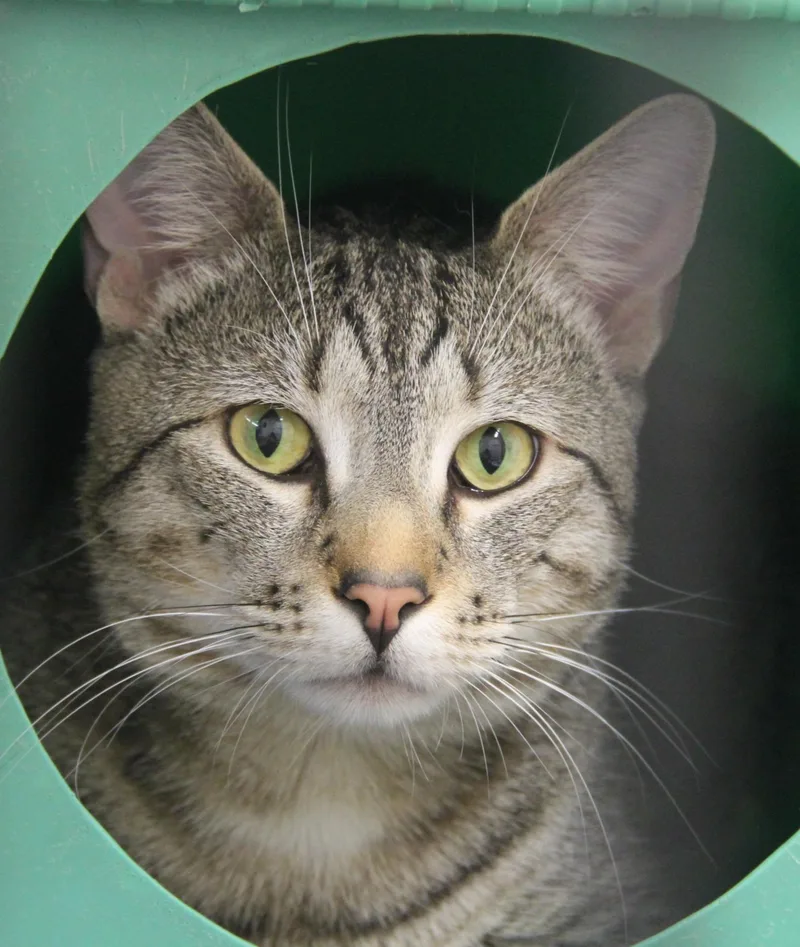 An adult large-sized male Domestic Short Hair cat named Biscoff for adoption in Norton, MA