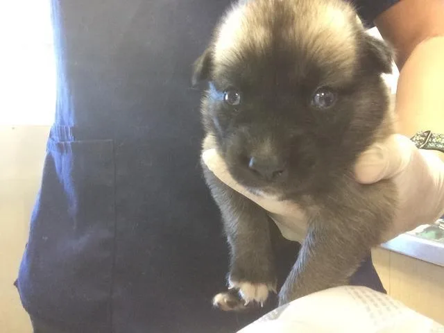 A baby small-sized female German Shepherd Dog dog named Tiger for adoption in Riverside, CA