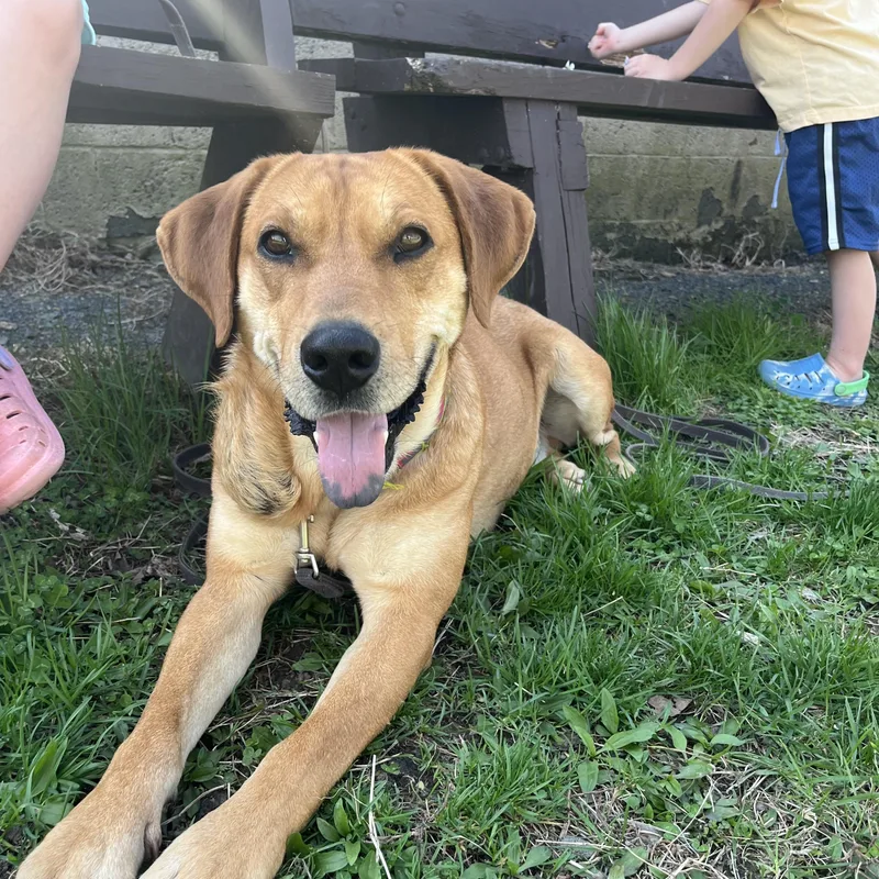 An adult medium-sized male Red / Chestnut / Orange Labrador Retriever dog named Reef for adoption in Fairfax, VA