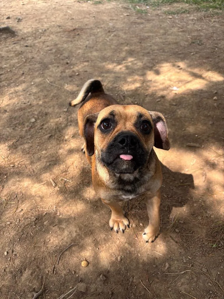A young medium-sized female English Bulldog dog named Pearl for adoption in Bloomington, IN
