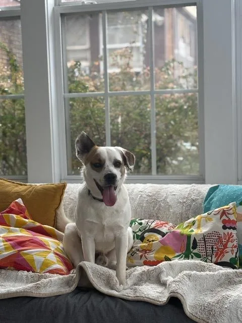 Opie thumbnail 4