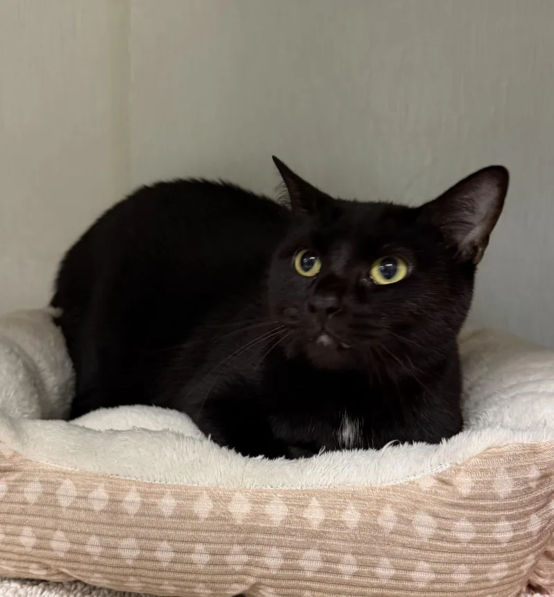 An adult medium-sized female Domestic Short Hair cat named Zora for adoption in Danville, IN