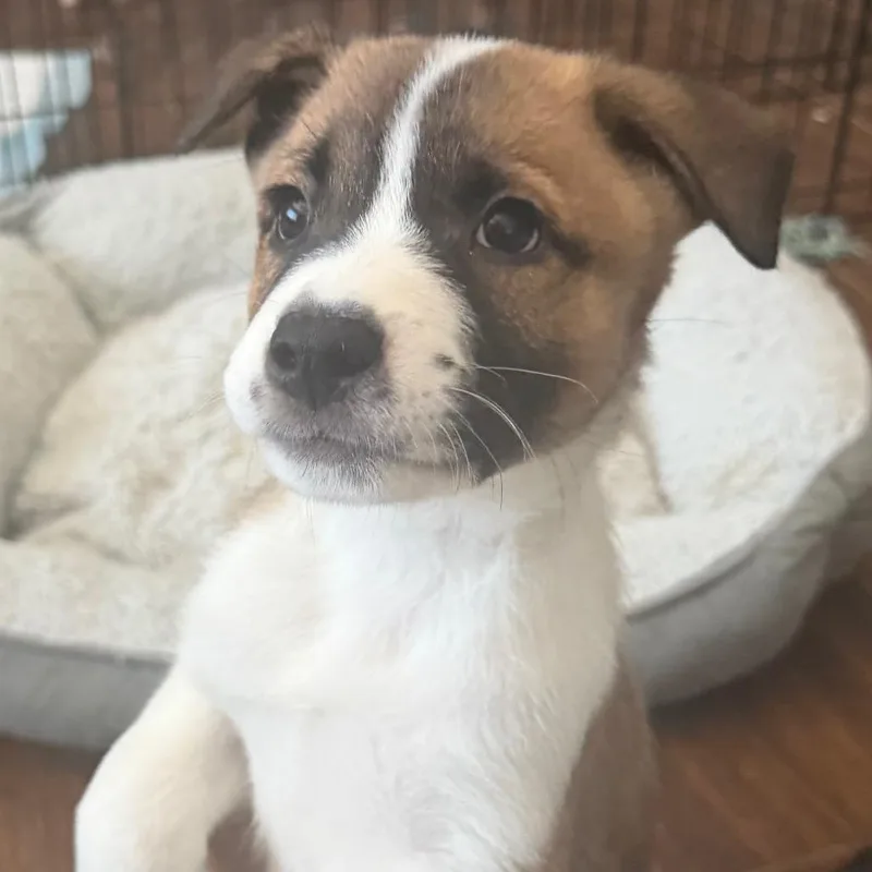 Zuko