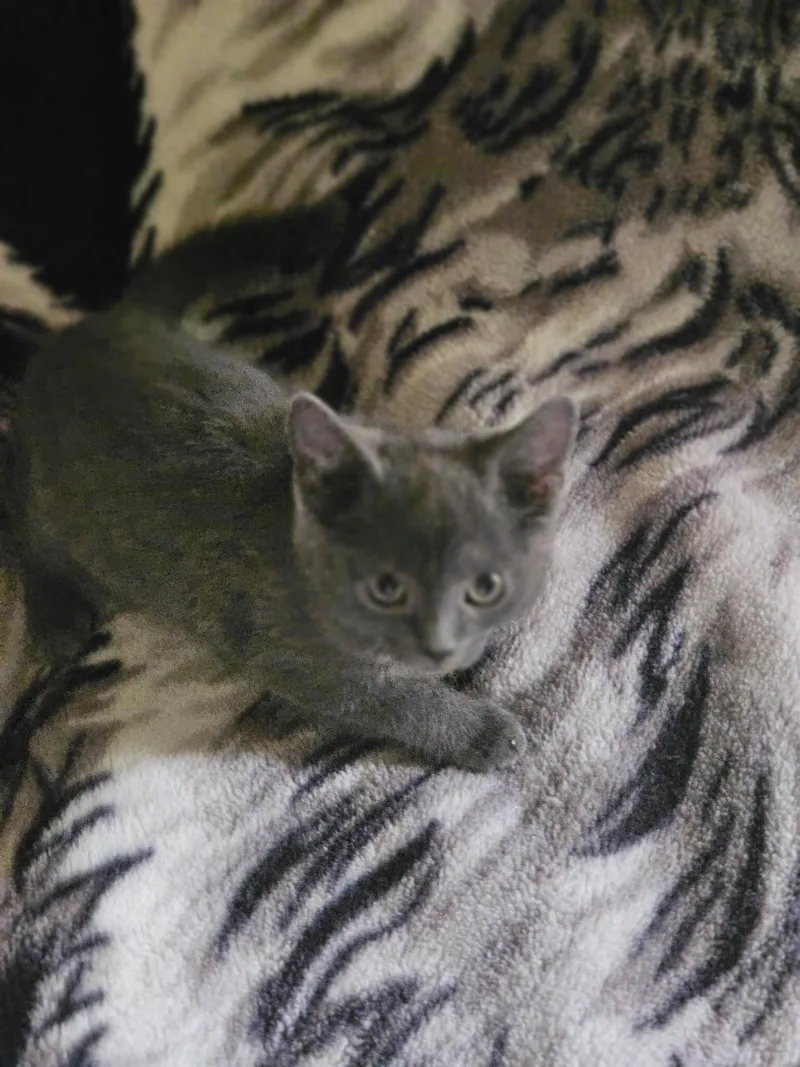 Maisey and Daisey thumbnail 2