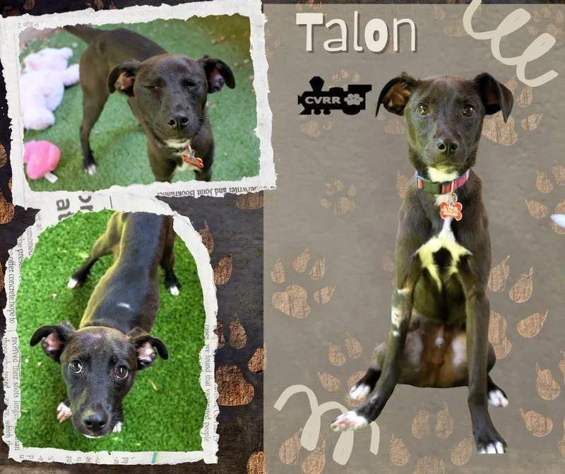 A baby small-sized male Chihuahua dog named Talon for adoption in LINDSAY, CA