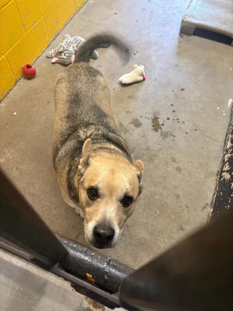 An adult small-sized male Mixed Breed dog named Sammy for adoption in Murray, KY