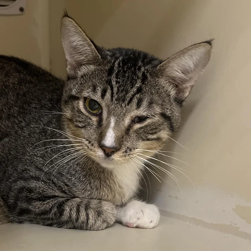 A young medium-sized male Gray / Blue / Silver Domestic Short Hair cat named Albert for adoption in Yuma, AZ