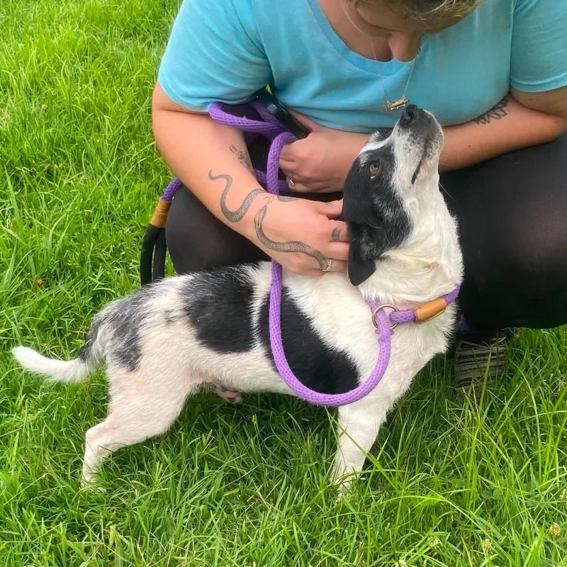 An adult small-sized male White / Cream Chihuahua dog named Roscoe for adoption in Erie, PA