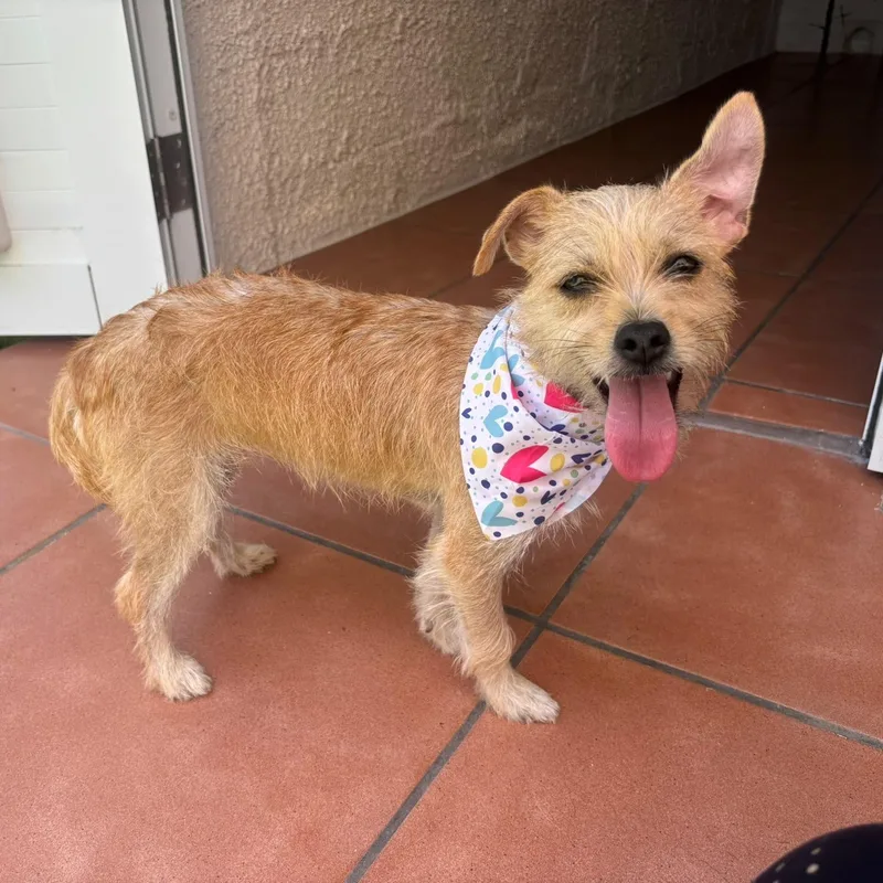 A baby small-sized female Terrier dog named Miss Truffles for adoption in Humacao, PR