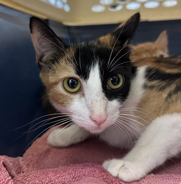 A young small-sized female Domestic Short Hair cat named Party for adoption in Escondido, CA