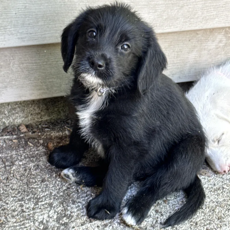 A baby medium-sized female Black Labradoodle dog named Hyacinth for adoption in Jeffersonville, IN
