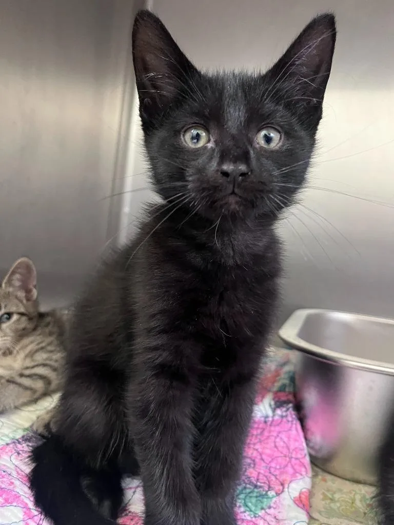 A baby medium-sized male Domestic Short Hair cat named Puddle for adoption in Pomona, NY