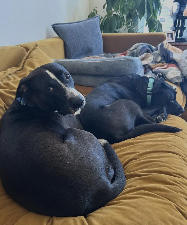 A young large-sized male Staffordshire Bull Terrier dog named Buddy for adoption in Houston, TX