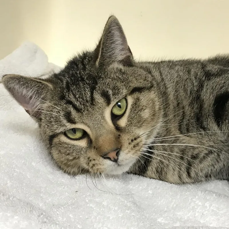 A young medium-sized male Brown / Chocolate Domestic Short Hair cat named Puma for adoption in Harrisonburg, VA