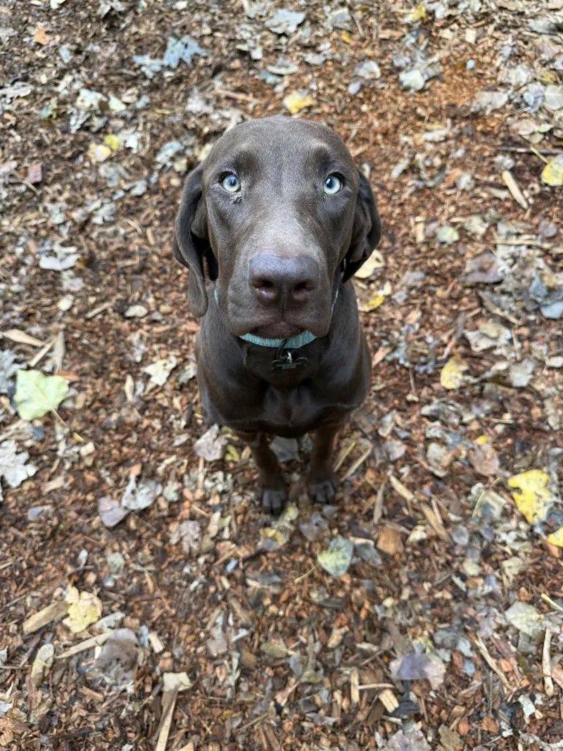 A young large-sized female Labrador Retriever dog named Rascal for adoption in Bothell, WA