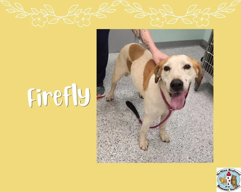 A senior large-sized female Terrier dog named Firefly for adoption in Athens, TN