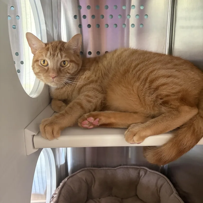 An adult large-sized male Tabby (Orange / Red) Domestic Short Hair cat named Linguine for adoption in Seneca, PA