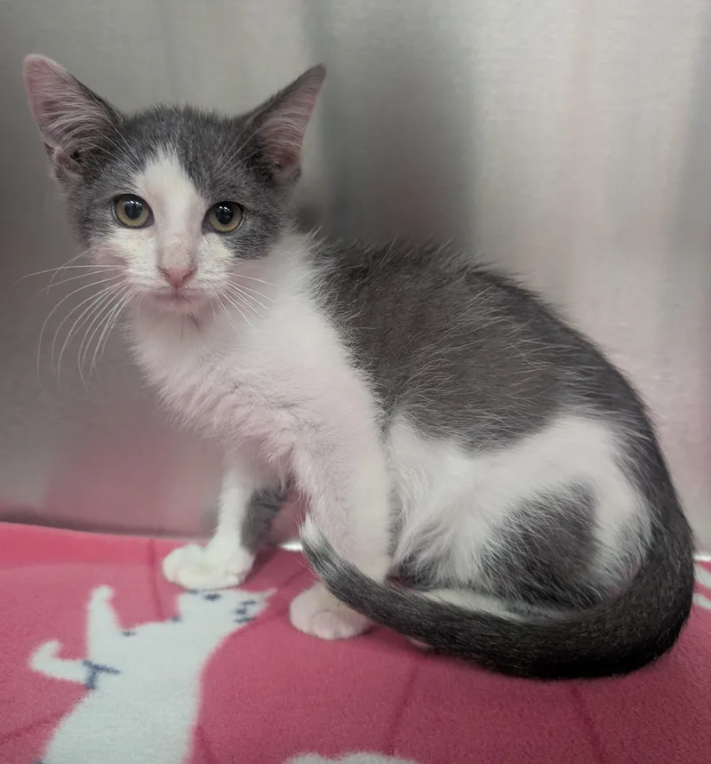 A young small-sized female White Domestic Short Hair cat named Sophia for adoption in New Ulm, MN