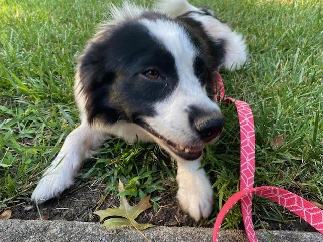 An adult medium-sized female Black Australian Shepherd dog named Bridget for adoption in Cincinnati, OH