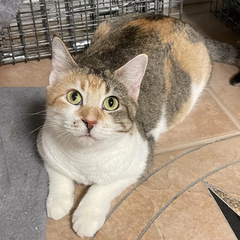 Violet Crawley thumbnail 2