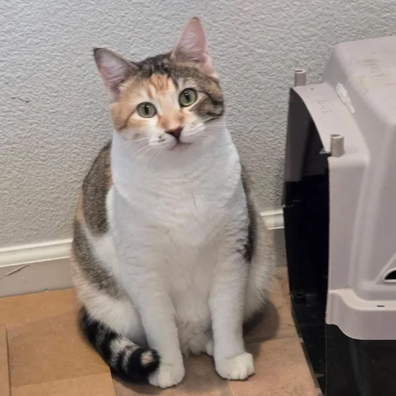 Violet Crawley thumbnail 3