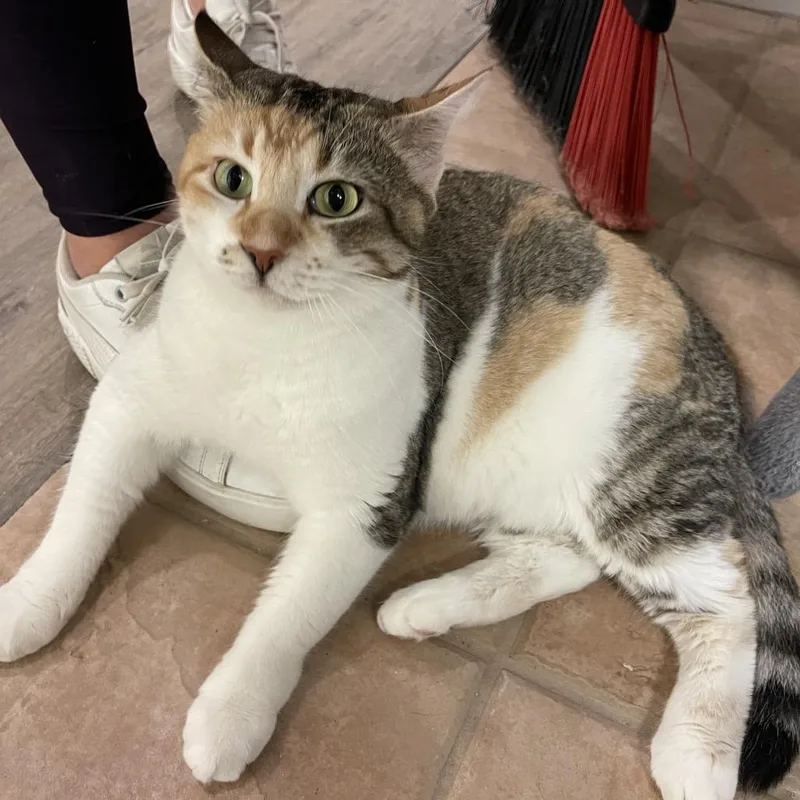 Violet Crawley thumbnail 4