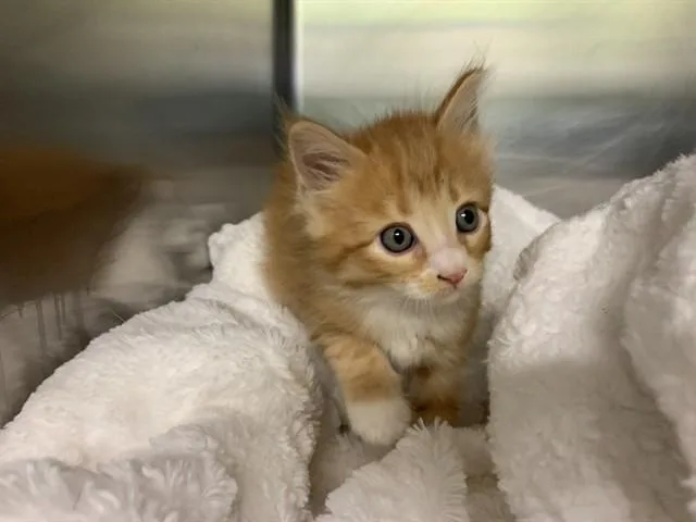 A baby small-sized male Domestic Medium Hair cat named Pawpa for adoption in Grand Prairie, TX