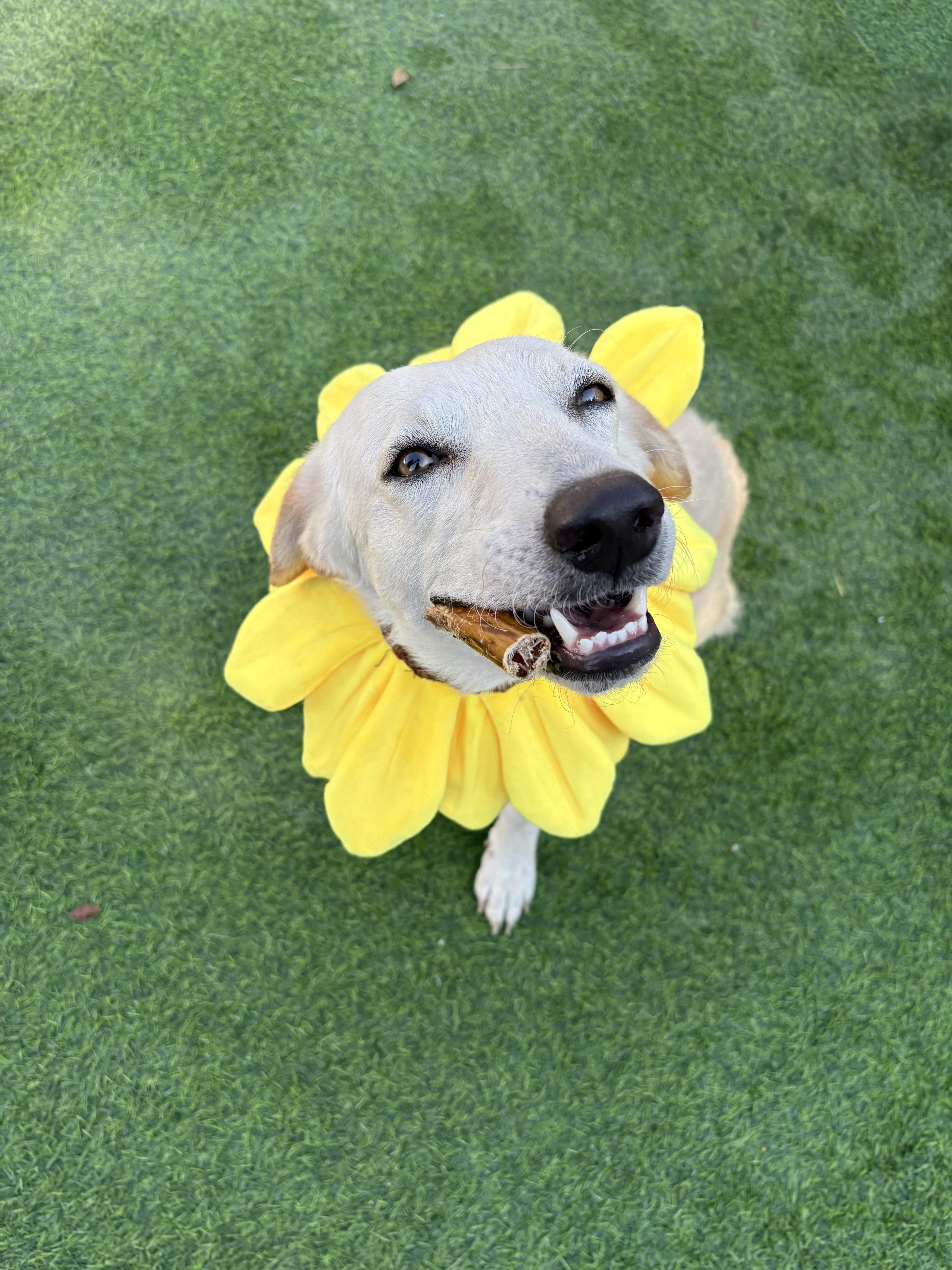 Heaven Sparkle thumbnail 5