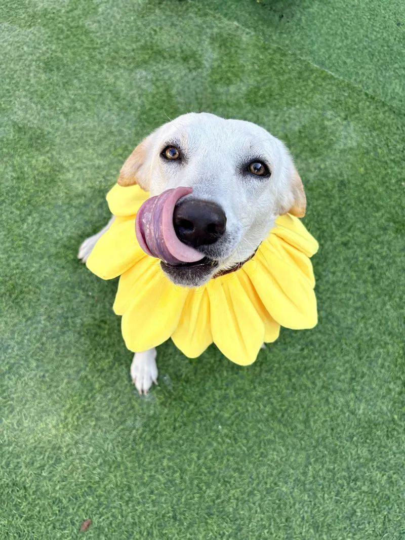 Heaven Sparkle thumbnail 6