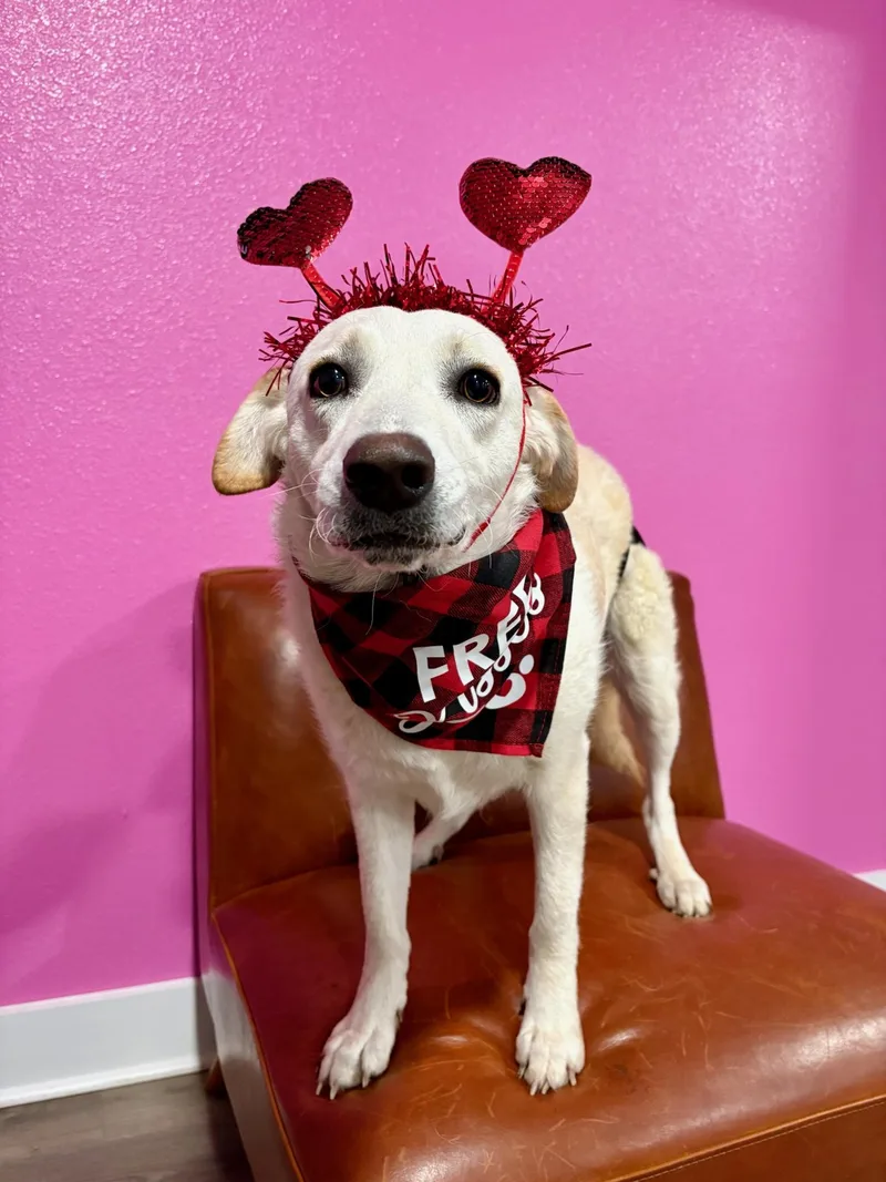 Heaven Sparkle photo 1