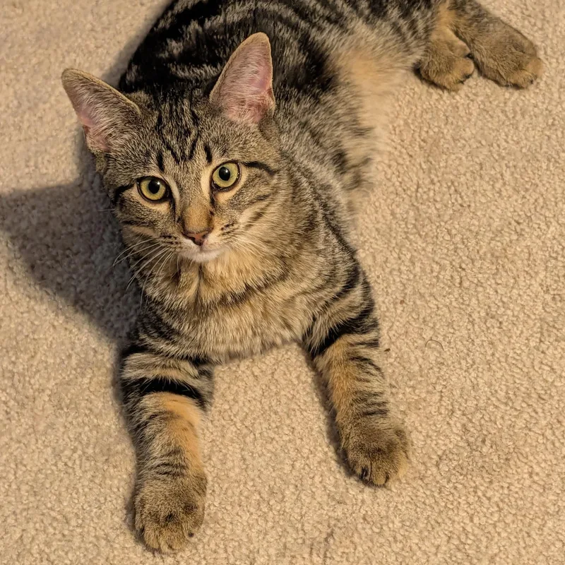 A baby medium-sized female Tabby (Brown / Chocolate) Domestic Short Hair cat named Mirabelle for adoption in Hudsonville, MI
