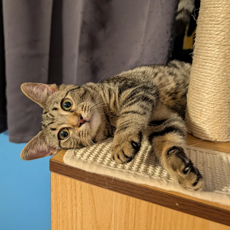 Mirabelle thumbnail 2