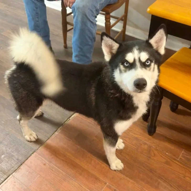 An adult medium-sized male Black Alaskan Malamute dog named Maverick for adoption in Houston, TX