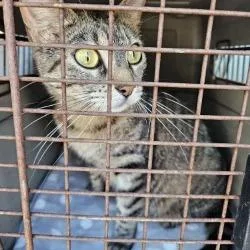 A young medium-sized female Brown / Chocolate Domestic Short Hair cat named Betty Boop for adoption in Lake Jackson, TX