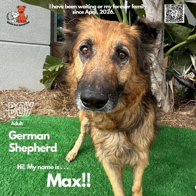 A senior large-sized male Black German Shepherd Dog dog named Max for adoption in Westminster, CA